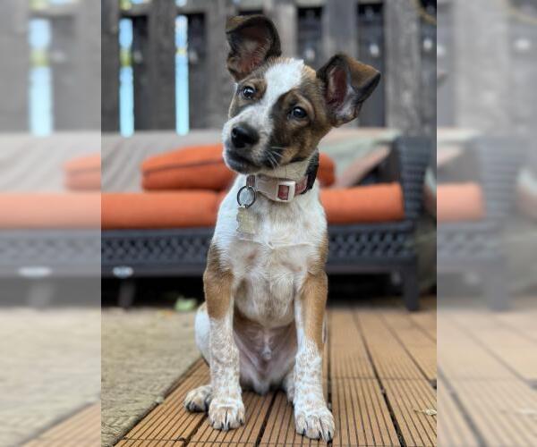 Medium Photo #1 Collie-Unknown Mix Puppy For Sale in Minneapolis, MN, USA