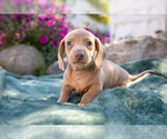 Puppy Baxter Dachshund