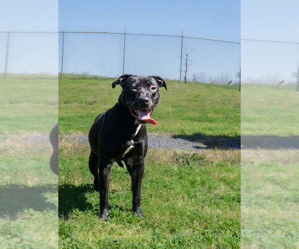Medium Photo #6 Mutt Puppy For Sale in Abbeville, LA, USA