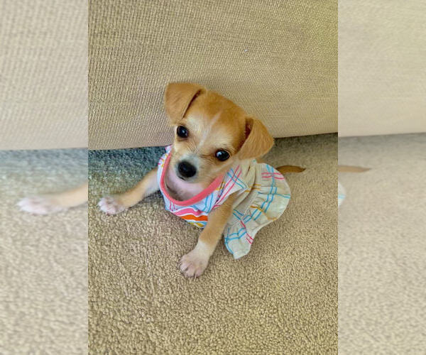 Medium Photo #1 Chihuahua Puppy For Sale in REVERE, MA, USA