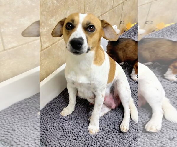 Medium Photo #2 Beagle-Unknown Mix Puppy For Sale in Green Forest, AR, USA