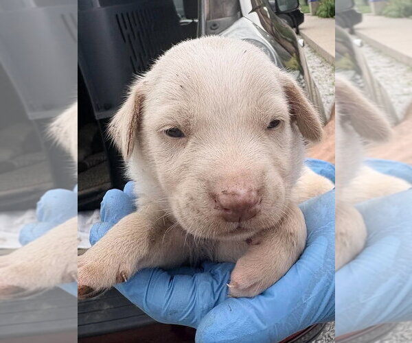 Medium Photo #1 Labrador Retriever-Unknown Mix Puppy For Sale in Bolivar, MO, USA