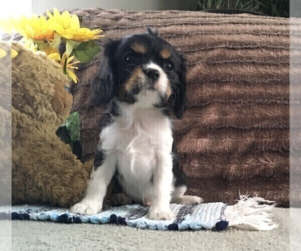 Medium Photo #1 Cavalier King Charles Spaniel Puppy For Sale in CLARE, MI, USA