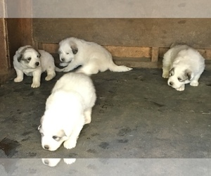 Great Pyrenees Puppy for sale in POWHATAN, VA, USA