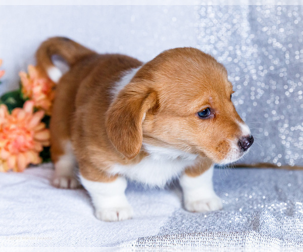 Medium Photo #11 Dorgi Puppy For Sale in WAKARUSA, IN, USA