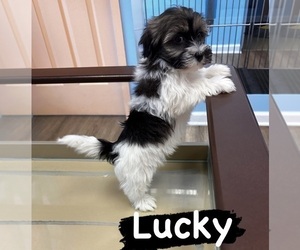 Havanese Puppy for sale in COLUMBUS, OH, USA