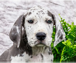 Small #1 Great Dane