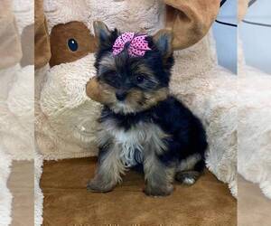 Yorkshire Terrier Puppy for sale in FORT LAUDERDALE, FL, USA