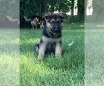 Image preview for Ad Listing. Nickname: Murphy