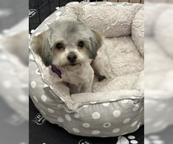 Medium Photo #5 Maltese-Unknown Mix Puppy For Sale in Corona, CA, USA