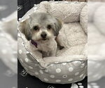 Small #4 Maltese Mix