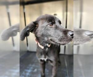 Labrador Retriever-Unknown Mix Dogs for adoption in San Antonio, TX, USA