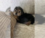 Small YorkiePoo
