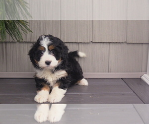 Miniature Bernedoodle Puppy for sale in WESTCLIFFE, CO, USA