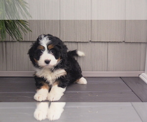 Medium Miniature Bernedoodle