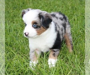 Miniature Australian Shepherd Puppy for sale in BRANDON, MS, USA