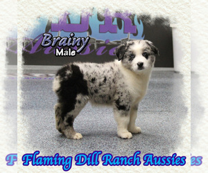 Miniature Australian Shepherd Puppy for sale in FORESTBURG, TX, USA