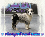 Image preview for Ad Listing. Nickname: Brainy