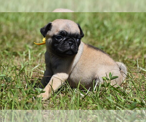 Medium Photo #2 Pug Puppy For Sale in PALM COAST, FL, USA