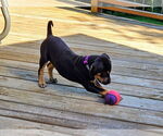 Small #2 Doberman Pinscher Mix