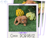 Puppy Coco Cavalier King Charles Spaniel