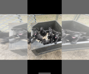 German Shepherd Dog Puppy for sale in FAYETTEVILLE, NC, USA