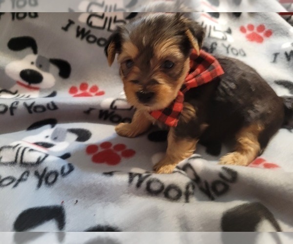 Medium Photo #4 Yorkshire Terrier Puppy For Sale in AKRON, OH, USA