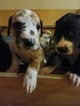 Small Photo #4 Great Dane Puppy For Sale in BOISTFORT, WA, USA