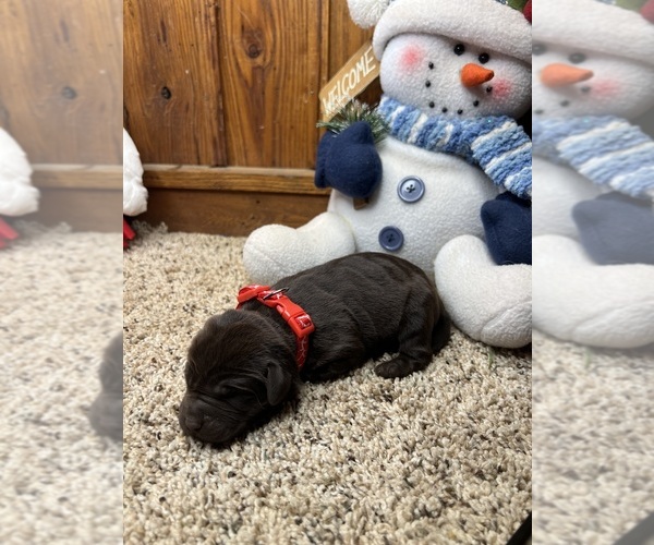 Medium Photo #9 Labrador Retriever Puppy For Sale in NEOLA, WV, USA