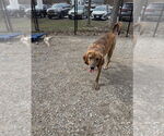 Small #1 Plott Hound Mix