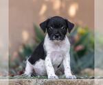 Small #1 Jack Russell Terrier Mix
