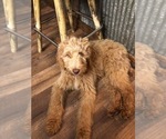 Small Photo #3 Goldendoodle Puppy For Sale in LYNCHBURG, OH, USA
