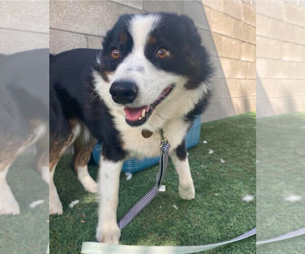 Medium Photo #4 Australian Shepherd-Unknown Mix Puppy For Sale in Lakewood, CO, USA