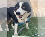 Small #3 Australian Shepherd Mix