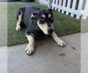 Doberman Pinscher-Siberian Husky Mix Dogs for adoption in Modesto, CA, USA