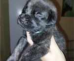 Small #18 Mastiff