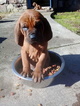 Small Photo #1 Redbone Coonhound Puppy For Sale in OCTAVIA, OK, USA