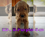 Puppy D Purple Goldendoodle