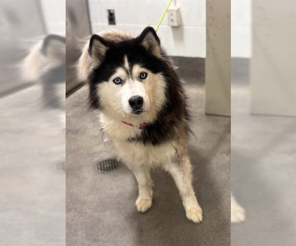Medium Photo #1 Siberian Husky Puppy For Sale in Forestville, MD, USA