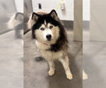 Small Siberian Husky