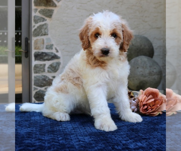 Medium Photo #2 Goldendoodle Puppy For Sale in NARVON, PA, USA