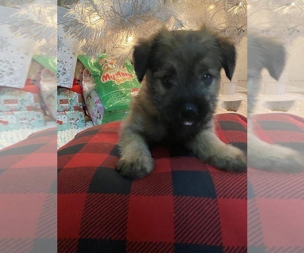 Full screen Photo #2 Pom-A-Nauze Puppy For Sale in INDIO, CA, USA