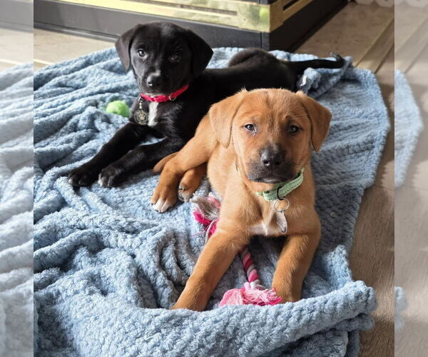 Medium Photo #6 Labbe Puppy For Sale in Princeton, MN, USA