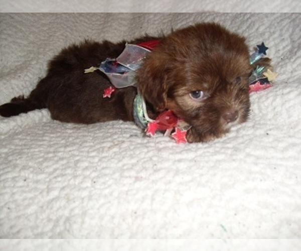 Medium Photo #5 Shih Tzu Puppy For Sale in JACKSON, MS, USA