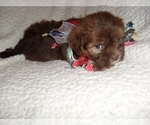 Small #4 Shih Tzu