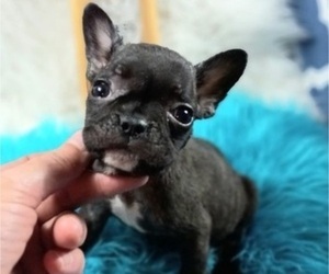 French Bulldog Puppy for sale in CARTHAGE, TX, USA