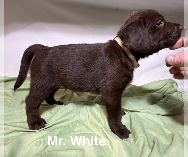 Medium Photo #1 Labrador Retriever Puppy For Sale in WHITNEY, TX, USA