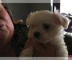 Small Photo #5 Maltese Puppy For Sale in BRKN ARW, OK, USA