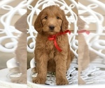 Small Photo #12 Labradoodle Puppy For Sale in COVINGTON, TX, USA