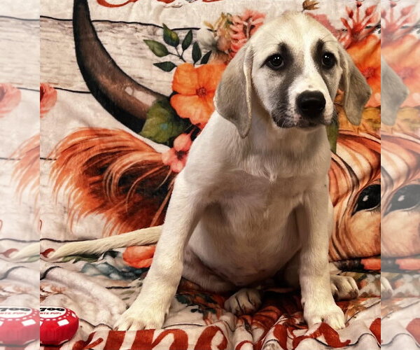 Medium Photo #1 Labrenees Puppy For Sale in Pryor, OK, USA